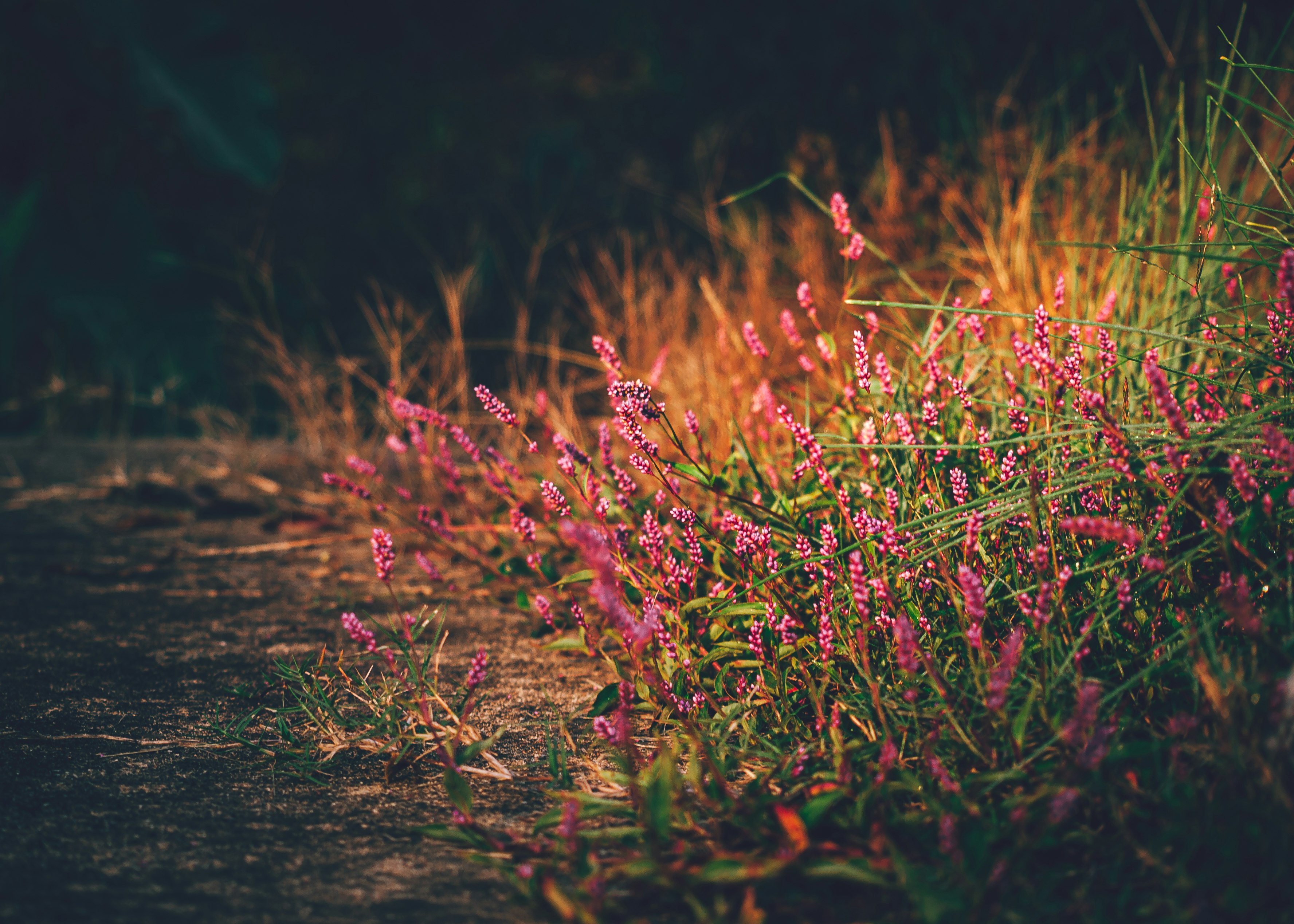 red flowers on brown soil